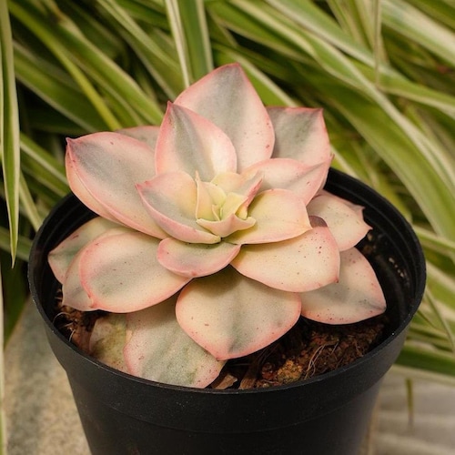 けい様ラベンダー Graptopetalum Amethystinum ラベンダー小石-多肉植物 - Etsy 日本