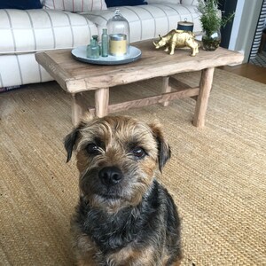 以下が含まれることがあります： ボーダーテリア犬が、素朴な木製コーヒーテーブルの前にあるジュートラグの上に座っています。テーブルには、金色のサイの置物、ガラス瓶、キャンドルなど、装飾品が飾られています。背景には、青とストライプのクッションが付いたソファがあります。
