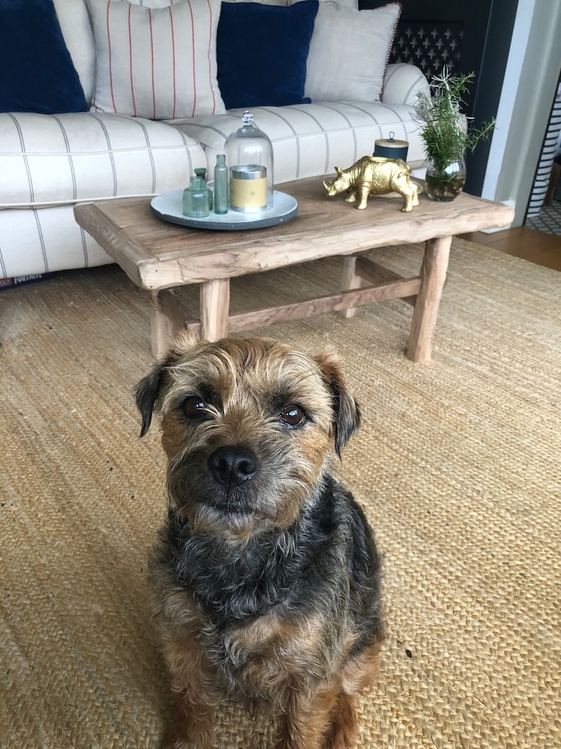 以下が含まれることがあります： ボーダーテリア犬が、素朴な木製コーヒーテーブルの前にあるジュートラグの上に座っています。テーブルには、金色のサイの置物、ガラス瓶、キャンドルなど、装飾品が飾られています。背景には、青とストライプのクッションが付いたソファがあります。