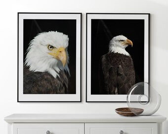 Pygargue à tête blanche de 2 affiches, Photo d’aigle, Tirages d’aigle, Photographie d’oiseau de proie