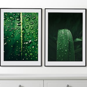 Dew Drops Set of 2 Posters, Water Drops on the Leaves Photo, Modern Green Wall Art, Green Leaves Prints