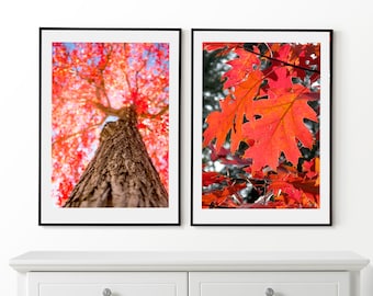 Autumn Forest Set of 2 Posters, Autumn Trees Prints, Framed Wall Art, Autumn Photo, Forest Wall Art