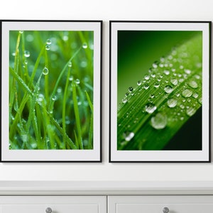 Dew Drops Set of 2 Posters, Water Drops on the Leaves Photo, Green Leaves Prints