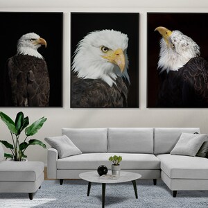 Bald Eagle of 3 Posters, Eagle Photo, Eagle Prints, Bird Of Prey Photography