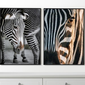 Zebra Set de 2 carteles, Zebra Photo, Zebra Prints, Animals Wall Art