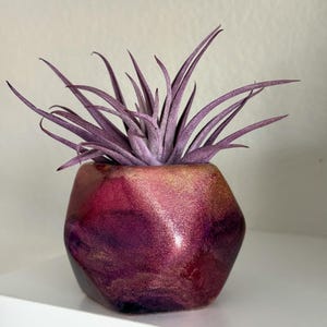 Puede incluir: Una pequeña maceta geométrica en tonos rojo intenso y dorado contiene una vibrante planta de aire púrpura. La maceta tiene un acabado brillante y la planta de aire presenta hojas largas y delgadas. La combinación crea un contraste llamativo.