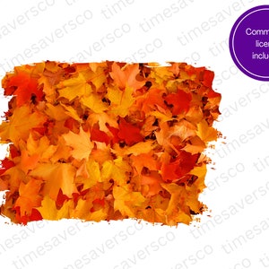 May include: A close-up of a pile of autumn leaves in shades of orange, yellow, and red. The leaves are scattered on the ground and create a vibrant, colourful display.
