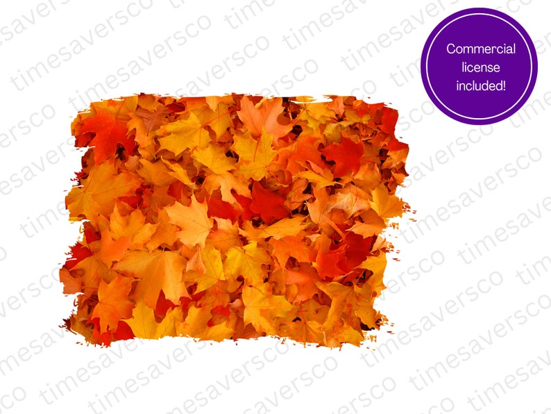 May include: A close-up of a pile of autumn leaves in shades of orange, yellow, and red. The leaves are scattered on the ground and create a vibrant, colourful display.