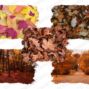 May include: A collage of four images showing autumn foliage. The top left image is a close-up of colourful fall leaves in shades of red, orange and yellow. The top right image shows a pile of brown leaves on the ground. The bottom left image shows a forest path with trees in various shades of orange and brown. The bottom right image shows a path through a park with trees in various shades of orange and brown.