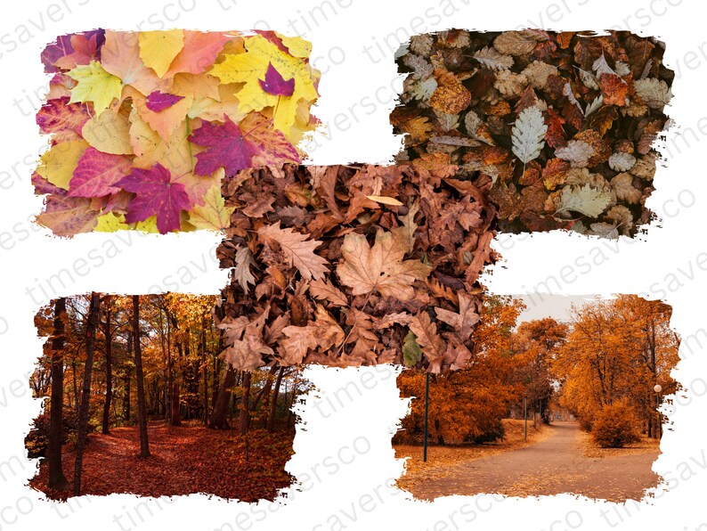 May include: A collage of four images showing autumn foliage. The top left image is a close-up of colourful fall leaves in shades of red, orange and yellow. The top right image shows a pile of brown leaves on the ground. The bottom left image shows a forest path with trees in various shades of orange and brown. The bottom right image shows a path through a park with trees in various shades of orange and brown.