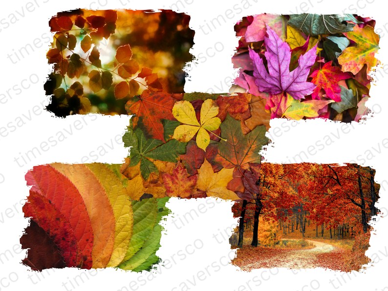 May include: A collage of autumn leaves in various shades of red, orange, yellow, and green. The leaves are arranged in a grid pattern, with each square showing a different view of the leaves.