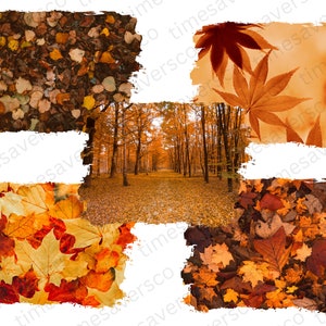 May include: A collage of four images featuring autumn leaves in various shades of red, orange, and yellow. The images are arranged in a grid pattern, with a central image of a path through a forest with trees in autumn colours.