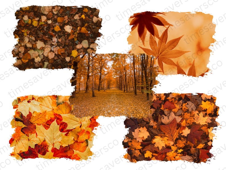 May include: A collage of four images featuring autumn leaves in various shades of red, orange, and yellow. The images are arranged in a grid pattern, with a central image of a path through a forest with trees in autumn colours.