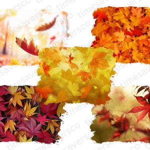 May include: A collage of six images showcasing a variety of autumn leaves in shades of red, orange, yellow, and brown. The leaves are arranged in a haphazard pattern, creating a visually appealing and colourful display.