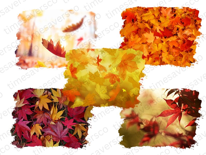 May include: A collage of six images showcasing a variety of autumn leaves in shades of red, orange, yellow, and brown. The leaves are arranged in a haphazard pattern, creating a visually appealing and colourful display.