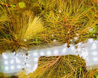 Myriophyllum Roraima Live Aquarium Plants