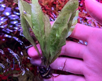 Java Fern (Microsorum pteropus) | LIVE Aquarium Plants