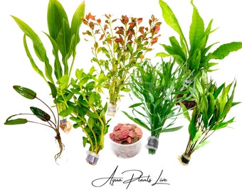 Aquarium Plants Pack | EASY Aquarium Plants Bundle for beginners | Amazon Sword Java Fern Moss Crypt Moss | Planted Tanks | Aqua Plants Live