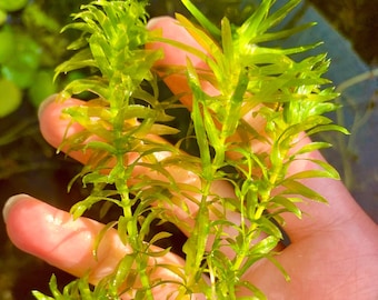 Anacharis Elodea Live Aquarium Plant EASY BEGINNER