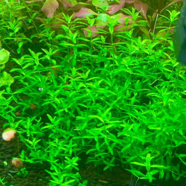 Pearlweed Live Aquarium Plants Easy Beginner (10 / 20 / 30/ 40 / 50+ Stems)