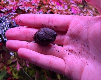 Tiger Lotus 1 BULB ONLY (Nymphaea Zenkeri) | Live Aquarium Plant