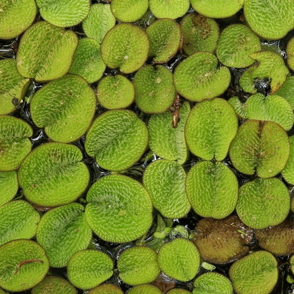 Water Spangles (Salvinia minima) Live Aquarium/Aquatic/Floating/Pond Plant