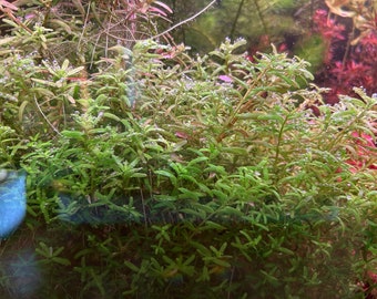 Rotala Green | LIVE Aquarium PLANTS