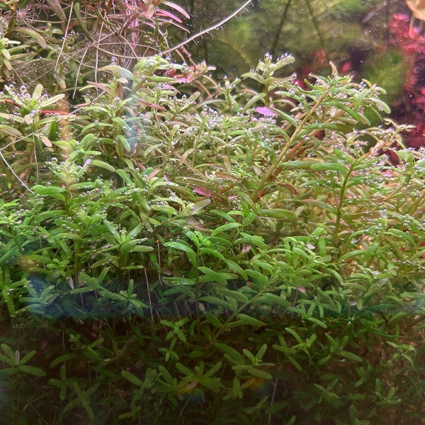 Rotala Green | LIVE Aquarium PLANTS