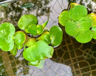 3 Water Lettuce Parrot Feather Floating Live Pond Plants 3 Water Hyancinth Bundle 3 Water Lettuce Parrot Feather Floating Live Pond Plants 3 Water Hyancinth Bundle