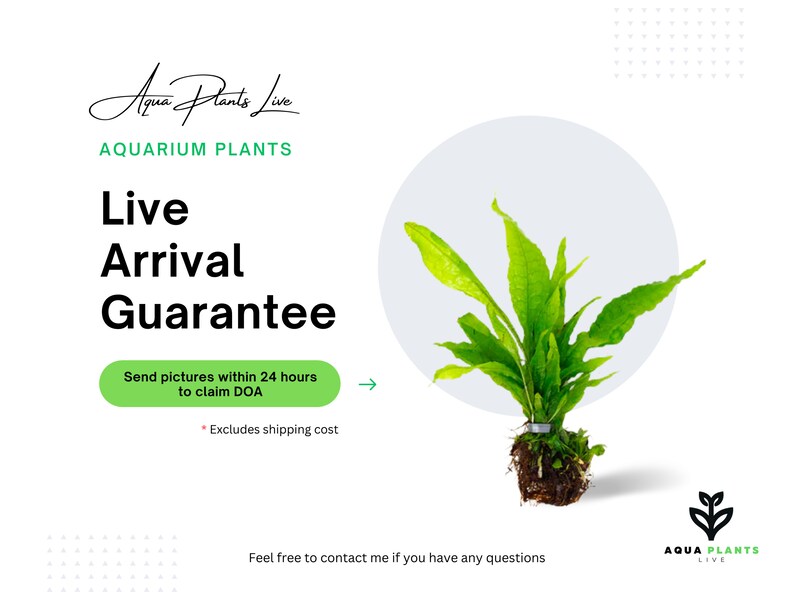 DOA. Live arrival guarantee. Cheap but premium aquarium plants. From hobbyist, to hobbyist