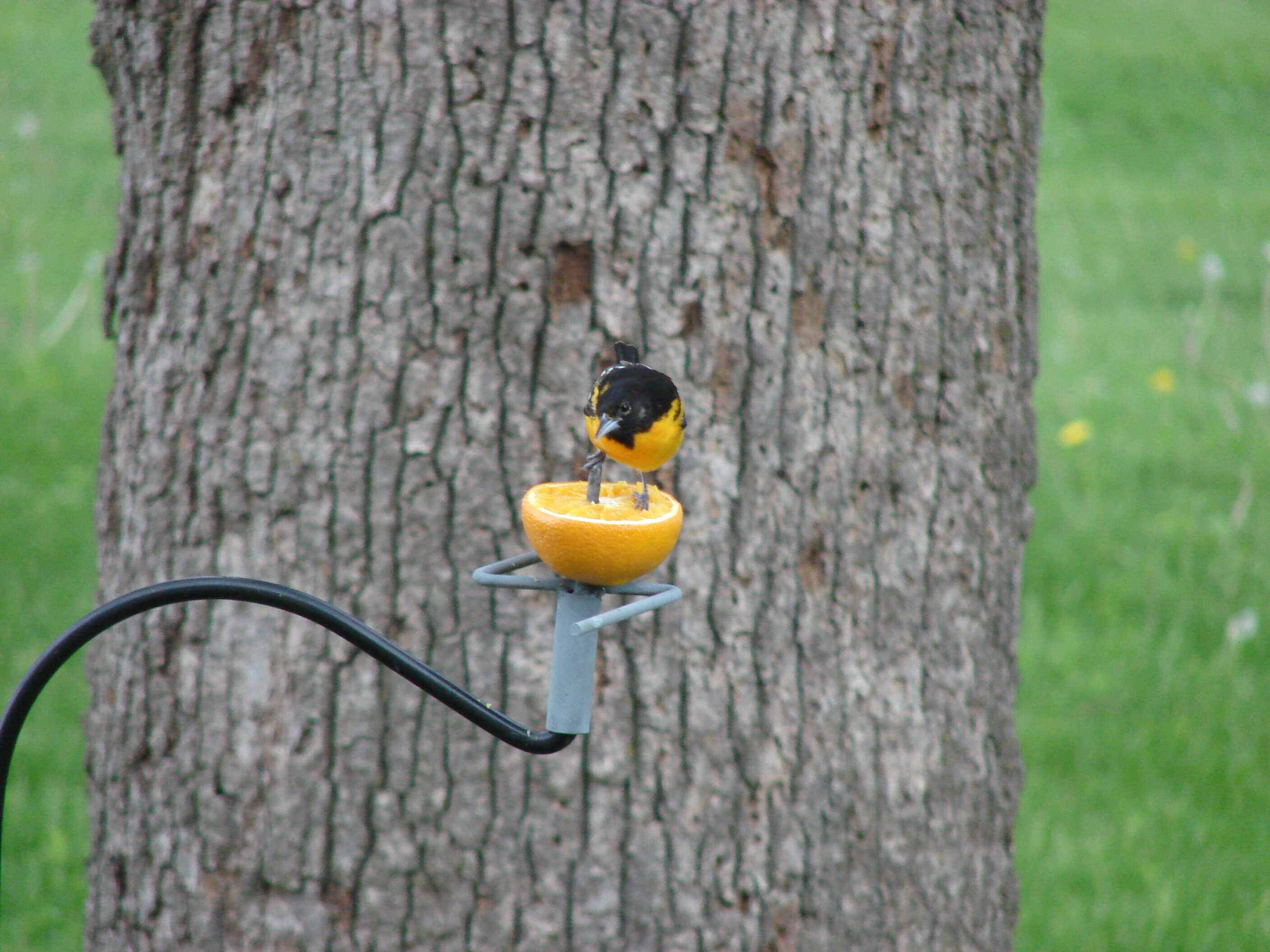 Handmade Orange Metal Oriole Feeder for Mounting on Shepherds Hook Etsy