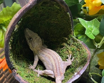 Mossy Swing - Moss Filled Coconut Hide for Reptiles