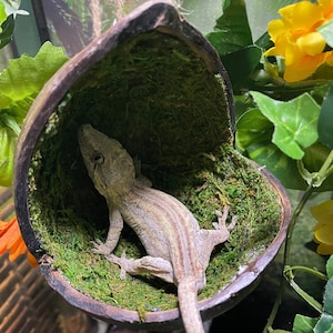 Mossy Swing - Moss Filled Coconut Hide
