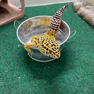 Gecko Washtub