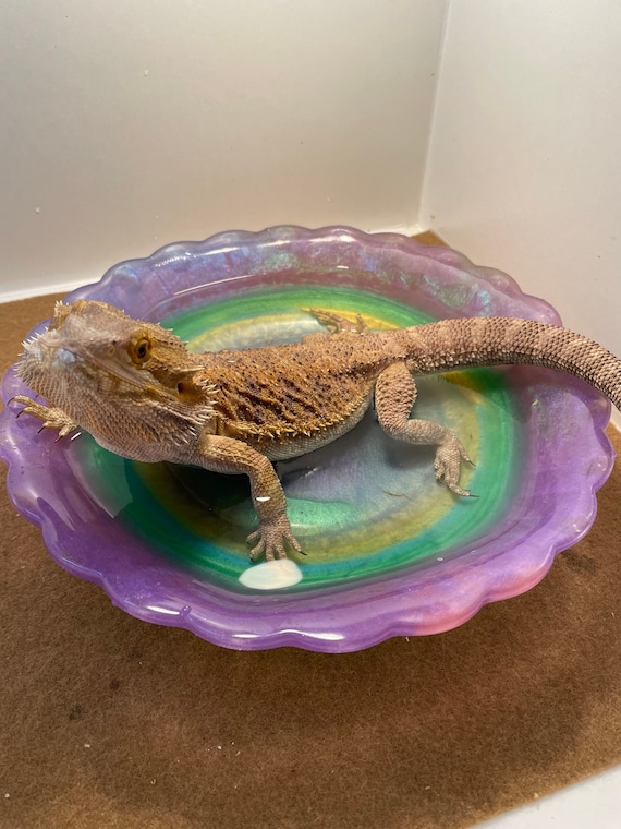 Lizard Bath - Bearded Dragons - Turtles - Snakes - Frogs (Custom Colors)(Dishwasher Safe!) (Please Read Full Item Description)