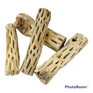Cholla Wood Logs - 6&quot; (2 Sizes) Buy More & Save