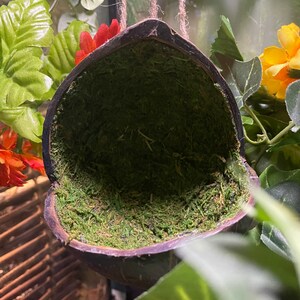 May include: A hanging coconut shell lined with green moss, perfect for small animals or reptiles to hide in.