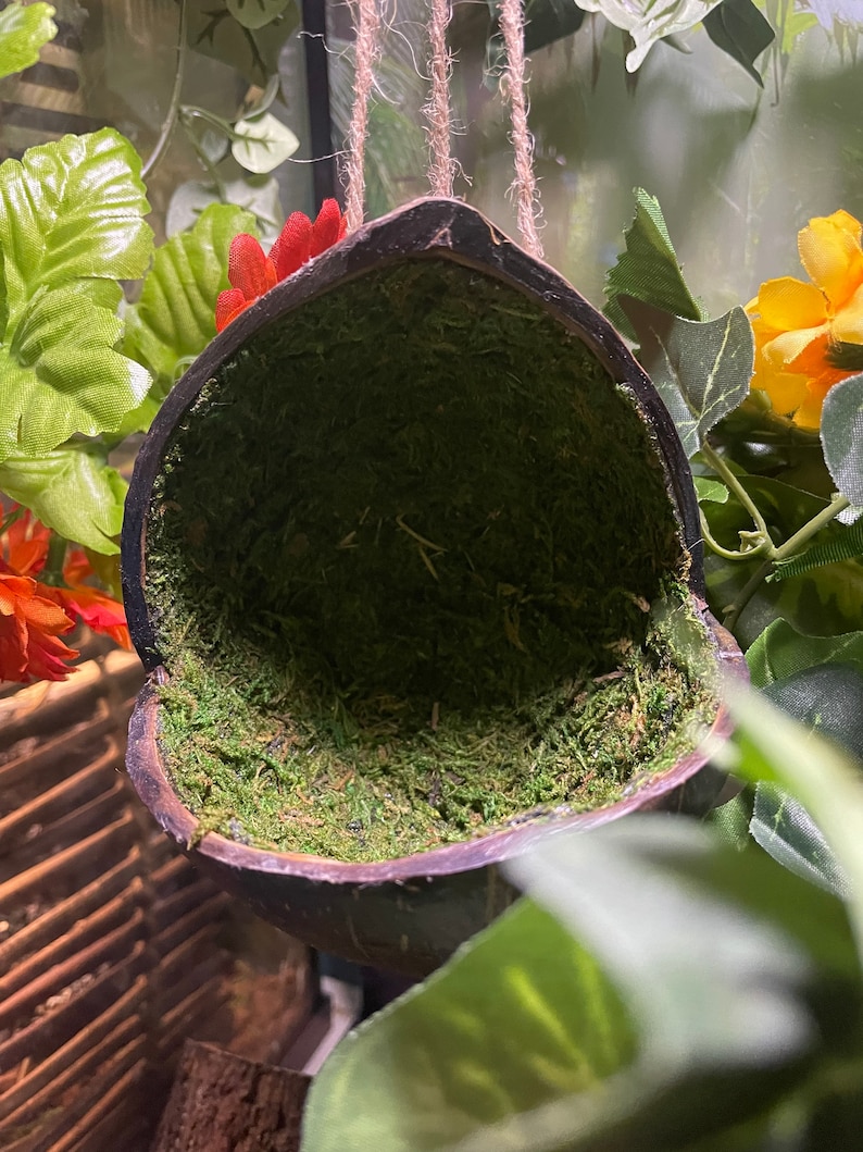 May include: A hanging coconut shell lined with green moss, perfect for small animals or reptiles to hide in.
