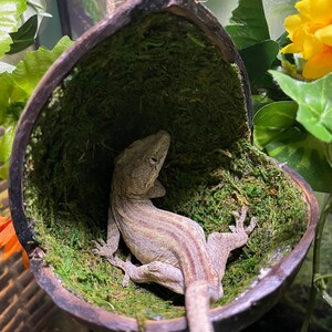 May include: A striped gecko lizard resting inside a hanging coconut shell lined with green moss.