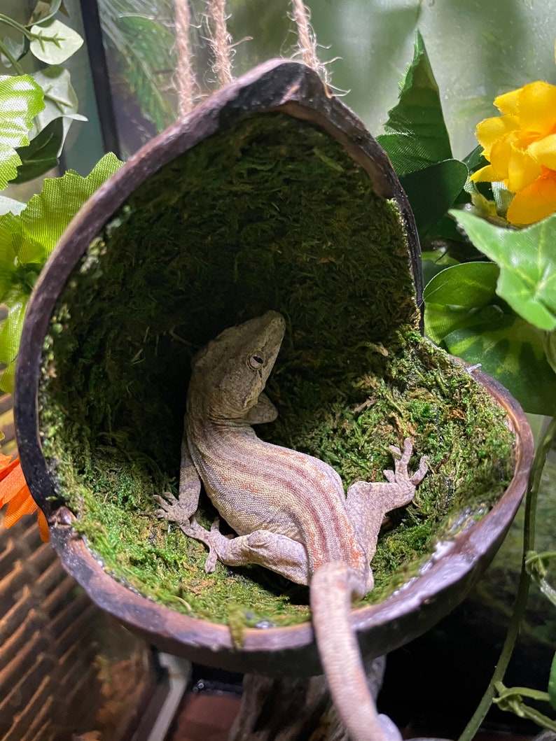 May include: A striped gecko lizard resting inside a hanging coconut shell lined with green moss.
