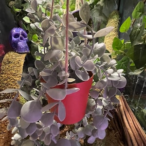 Eucalyptus Hanging Hideout (Artificial)
