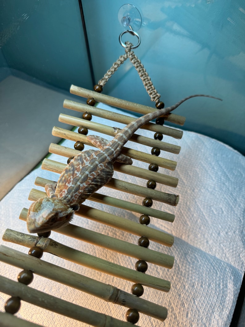 Puede incluir: Un lagarto barbudo marr&oacute;n y blanco trepando por una escalera de bamb&uacute; colgante con cuentas de madera marr&oacute;n. La escalera est&aacute; suspendida del techo con una ventosa y una cuerda.