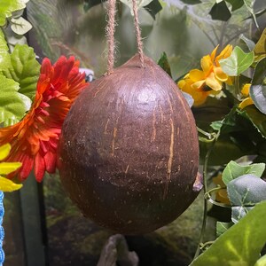 May include: A brown coconut shell hanging from a string, with a red flower and green leaves in the background.