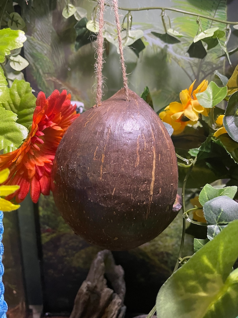 May include: A brown coconut shell hanging from a string, with a red flower and green leaves in the background.
