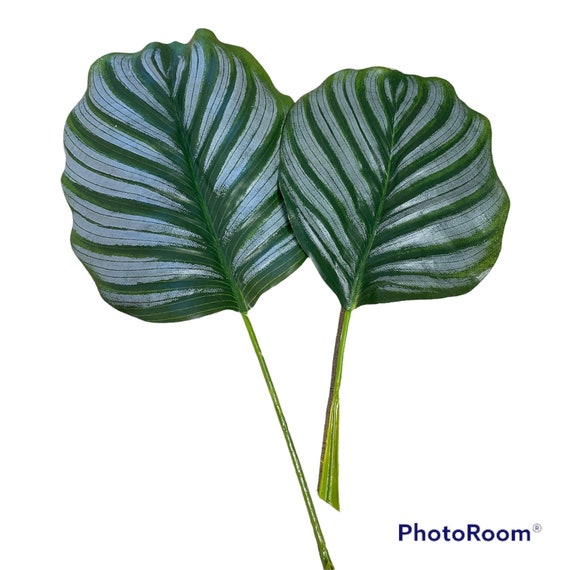 Calathea Leaf Dripping Drinker (Artificial) - 2 Sizes
