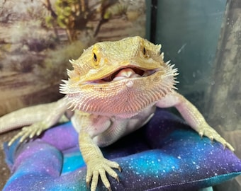 May include: A light brown bearded dragon lizard with its mouth open, sitting on a purple and blue galaxy-patterned pillow.