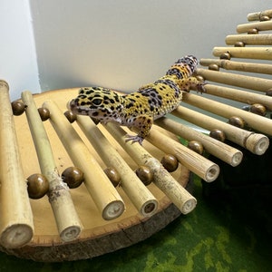 Puede incluir: Un lagarto gecko leopardo trepando por una estructura de juego de bamb&uacute; con cuentas de madera marr&oacute;n. La estructura est&aacute; sobre una rodaja de madera.
