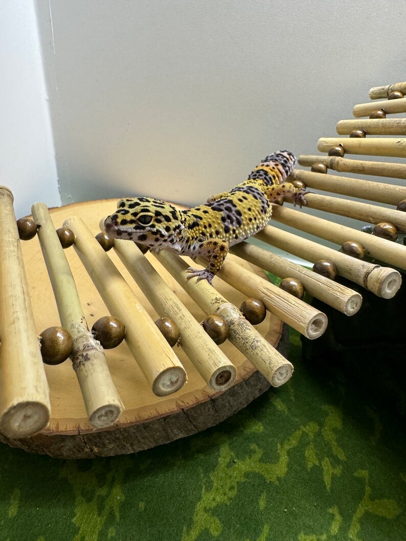 Puede incluir: Un lagarto gecko leopardo trepando por una estructura de juego de bamb&uacute; con cuentas de madera marr&oacute;n. La estructura est&aacute; sobre una rodaja de madera.