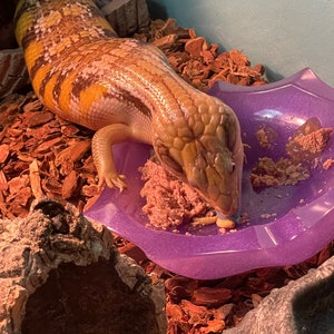 Bowlin’ - Reptile Feeding & Water Bowl - Custom Colors (Dishwasher Safe!)