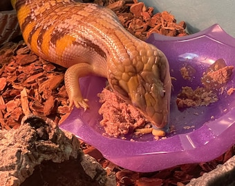 Bowlin’ - Comedero y bebedero para reptiles - Colores personalizados (¡Apto para lavavajillas!)